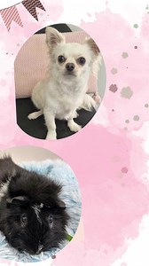 18 reactions · 3 comments | RSPCA Mackay on Reels | Facebook