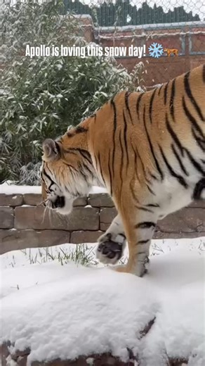 Downtown Aquarium - Houston on Reels