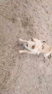 Runnin bear 浪 | Waggy Tails | Facebook