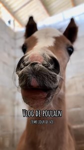 Chaque année je filme la fin de gestation, la naissance et la vie des poulains, lors de leurs premiers jours de vie mais également leurs premières découvertes 🐴 Voici la vie de Pop Corn, né le 4 mai 2025 🤍 #Cheval #poney #poulain #équitation #animaux | Sohane Dty