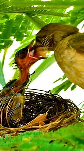 Pigeons, doves, flamingos, and even male emperor penguins produce a special nutrient-rich substance called crop milk to feed their chicks. Most bird parents feed their babies by partially digesting food and regurgitating it into the chick’s mouth. This makes the food soft and easy to swallo Songbird parents may visit the nest hundreds of times a day. Some species feed chicks every 10–15 minutes from sunrise to sunset. Even birds that eat seeds as adults often feed their chicks protein-rich insec