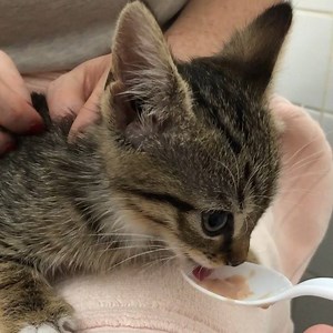 1.1K views · 59 reactions | [: @quicklyquickly] Franny and Zooey are...