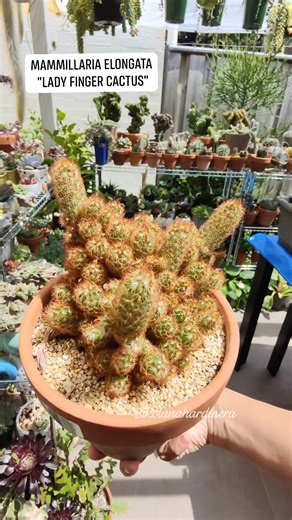 Mammillaria Elongata "lady finger cactus" 😊 #bikolanahardinera #mammillaria #mammillariaelongata #cactus #cactos #cacti #cactusysuculentas #cactuslove #plantsmakepeoplehappy #plantita | Bikolanahardinera