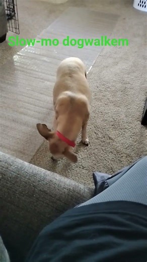 #dance #dog #funny #fyp peanut doing the moon walk.