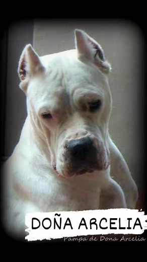 Dogo Argentino Argentina Doña ARCELIA Damián Moreno Gacetilla DOGUERA Decio Salvatori | Gacetilla Doguera