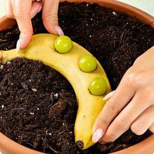 31K views · 156 reactions | Smart ways to grow your own plants from food leftover 華 | 5-Minute Crafts GIRLY | Facebook