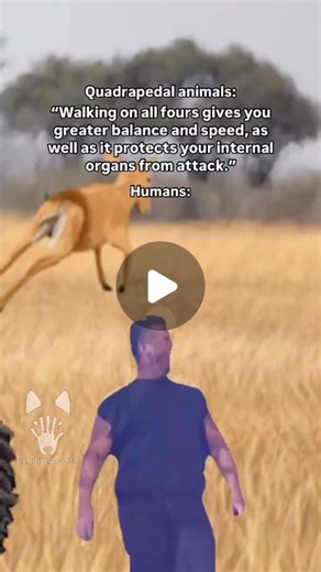 David Ian Howe on Instagram: "Bipedalism theories —— Schlepp Hypothesis: Initially proposed by Darwin, this theory suggests that the need to carry tools spurred bipedalism. Basically the need to carry babies, tools, baskets, water, and skins, making it a necessity for both males and females. —— Peek-a-Boo Hypothesis: This theory posits that standing upright allowed hominins to see above the tall savannah grasses, providing a better vantage point for spotting predators and prey. —— Trench Coat Hy