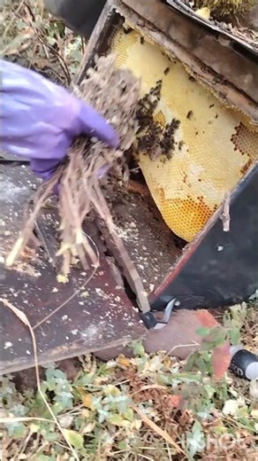 Harvesting Raw Honey from a Forest Hive 🍯#youtubeshorts #viral #honey #honeycomb #shorts #nature #yr