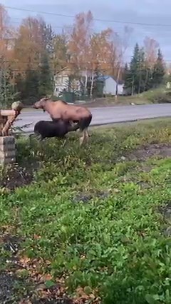 What’s better than one baby moose nursing? Two baby moose nursing. These babies are getting two big to be nursing. | Alaskan Adventures And More