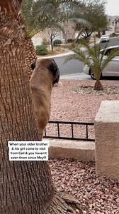 26K views · 604 reactions | How does TINY fencing keep in my GIANT dog?? | Bowser The Giant Mastiff | Facebook