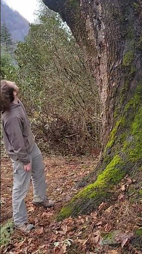 salvaging huge maple tree/ its dying and needs to be taken down.