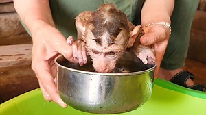 2.7K views · 109 reactions | Adorable Baby Lion Drinking Water When Take The Bath | Baby Lion | Facebook