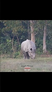 Indian Rhinoceros