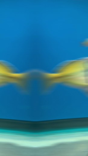 Melanotaenia boesemani Boesemani Rainbowfish Contrary to most Rainbowfish species, male Boesemani Rainbows (Melanotaenia boesemani) exhibit a different color pattern in the front half and back half of their body when mature. There are several collection points for Boesemani Rainbows, with Lake Ajamaru being the most common. If we know the collection point, we will list them as a separate product on our website. Male Boesemani display the blue and orange coloration as seen in the photos. Female B