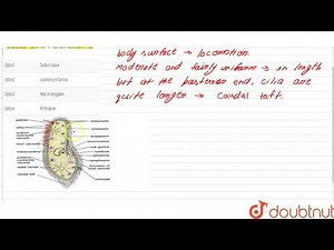 During conjugation in Paramecium the macronucleus