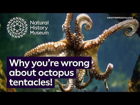 How many tentacles does an octopus have? | Surprising Science