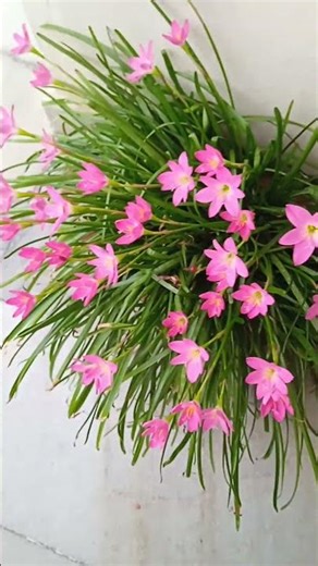 ఈ పువ్వుల పేరు ఎంటి? ఈ పువ్వుల పేరు మీకు తెలుసా? Beautiful Flowers 😍😍