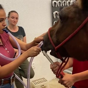 4K views · 67 reactions | Equine Nasogastric tube intubation ‍⚕️ | Jungle Veterinary clinic | Facebook