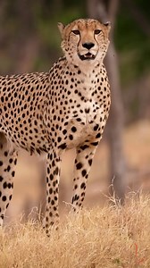 Introducing Amber Season: The Undiscovered Gem of the Safari Calendar ​ ​Vibrant and exhilarating, Amber Season is calling all seasoned safari-goers in October and November to discover this phenomenon unique to Africa.​ ​Bask in the brilliance of Amber Season. #Amber | African Bush Camps
