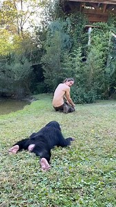 195 | Chimpanzee Show 01