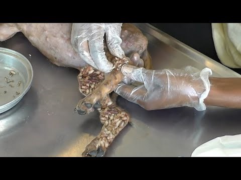[Help Dog] Remove maggot from dog skin #54