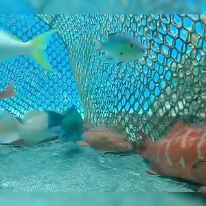 Cuttle Fish Under the Sea #fyp #foryou #troutfishing #fishing #catchandcook #survival #foraging #bushcraft #outdoorliving #selfreliance #camping #revolutionrace | Wandering Tales