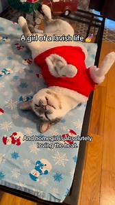 361K views · 25K reactions | You guys like her heating pad?❤️ #cat #pet #catlovers #petlovers #viralreels #cutecats #funnycat | Aziathecat | Facebook