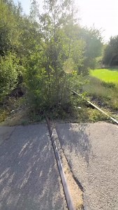 🚂 Wusstest du, dass es früher eine Bahnstrecke von Bodenheim nach Alzey gab? Die sogenannte Amiche verband seit 1896 ganze 11 Orte in Rheinhessen – von Bodenheim über Mommenheim, Undenheim, Gau-Odernheim bis nach Alzey. Über 34 Kilometer Geschichte, Alltag und Wandel. Für viele war die Nebenbahn ein fester Teil des Lebens: Schüler fuhren zur Schule 🏫, Pendler zur Arbeit 👩‍💻, Bauern auf den Markt 👨‍🌾. In der Erntezeit transportierte sie Zuckerrüben, Gemüse und Wein durchs Selztal 🌾🍷. Aber