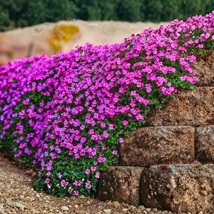 300 Purple Rockcress Seeds | Aubrieta Deltoidea | Perennial Groundcover Flower | Rock Garden Border Plant - Etsy Canada