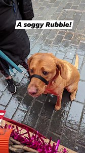 18 reactions | Direct Pets - Berwick Upon Tweed on Reels | Facebook