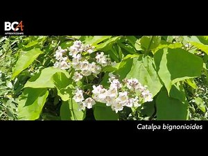 Catalpa bignonioides / Indian Bean Tree