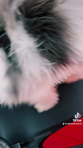 Michigan Doodle Rescue Connect on Reels