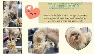 Brody is ready for adoption. He’s sweet with adults and well behaved children. Brody would do good in an apartment or house. He responds well to his person and is very much a Velcro dog. Brody is super good inside and though we don’t guarantee house trained. I’d say he’s house trained. Only couple of accidents when he first came in and was so sick. We consider applications in order received. Brody will resource guard his human and needs a slow feeder bowl. He was half his normal weight for the b