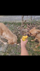My Golden Retriever is enjoying the fruit 🥰🥰 | Tabby Paws