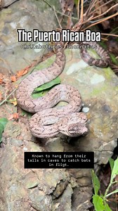 The Puerto Rican Boa ( Chilabothrus inornatus ) | Daniel Perez