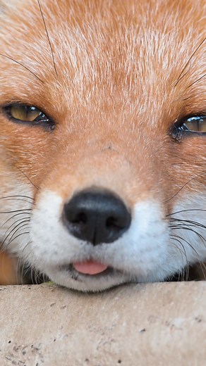I want to share the charm of foxes with even more people. 🦊#fox #wildlife #animals #foxy #cute
