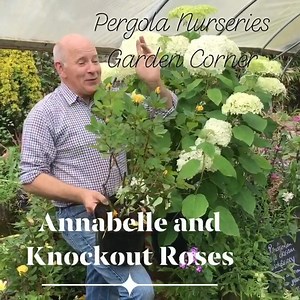 1.1K views · 41 reactions | Hydrangea ANNABELLE and Yellow KNOCKOUT ROSES make a perfect combo in pots and beds . They flower from July until October non stop! Pergola Nurseries Garden Corner,Virginia Open Mon-Sat 9-6 Sun2-6 A gardeners oasis of quality plants | Pergola Nurseries Garden Corner | Facebook