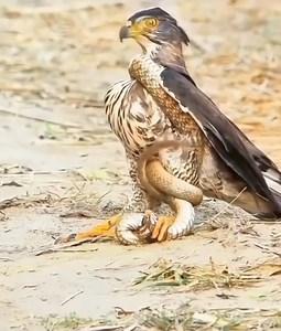 🐍 When the hunter becomes the hunted. 🦅 🌀 Constriction is this snake’s defense mechanism in full force. #animals #snake #reptile #reels #instagram #instagood #nature #wild #wildlife 🎥 @energybanafsh. Video content is owned by the creator and featured with appreciation. Thank you. By allowing us to use this, you’re contributing to our business that is focussed on helping biodiversity and the environment. 🙏👇 As a startup, Critterpedia and WandrLust will contribute to environmental conservati