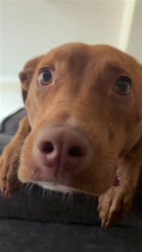 13K views · 863 reactions | In it’s simplest form Kahu means honored...