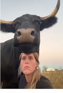 Funny cow 🐮 #fyp #animals #funny #commedy #cow | Funny Cows