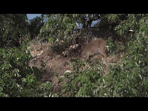 Feeling secure, these wild Himalayan mountain goat or Goral laze in sun in wildfilmsindia forest