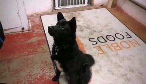 4.2K views · 153 reactions | Ralphie is a beautiful soul that has not...