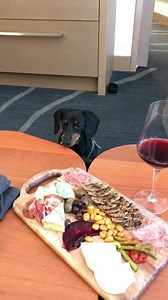 Exploring my hotel room at The ART, a Hotel in Denver! Love the art theme here! | Crusoe the Celebrity Dachshund