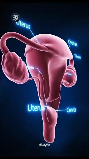 Female Reproductive System in 3D Animation | #humananatomy #aiart