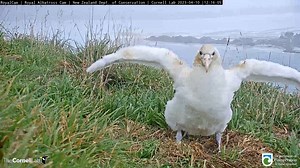 7.3K views · 660 reactions | Watch the Royal Albatross chick open his wings several times in front of the camera. In five months time, this chick will be ready to hit the open ocean. At fledging, his wings will stretch around 10 feet (~3 meters) from tip to tip. Stay until the end to see a neighboring adult wander by the nest. Watch LIVE at AllAboutBirds.org/Albatross The Royal Albatross Cam is in collaboration with the New Zealand Department of Conservation. | Bird Cams | Facebook