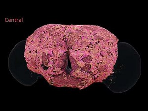 3D reconstruction of the fruit fly brain connectome. Over 139,000 neurons connections mapped out