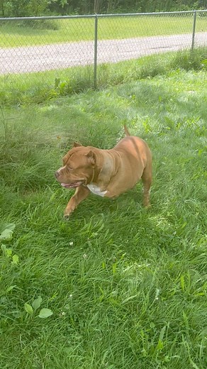 174K views · 4.5K reactions | He’s doing GREAT! He doesn’t use his wheel chair when he’s just in the yard he’s gotta learn to navigate and I’d say he’s making the adjustment! He’s also super happy and feeling great you can see it all over him 殺殺殺 #reels #love #dog | I am the HULK | Facebook