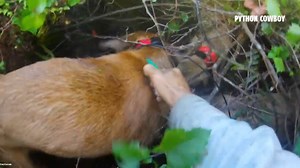 Moose And Crew Got Tangled Up In Gator Vines Catching A Wild Hog | Python Cowboy Hunts