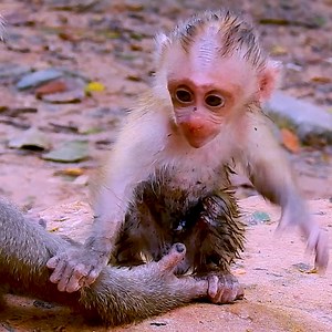 Baby monkey looks dirty after falling on the mud but he is still adorable. #babymonkey #monkey #monkeylove #monkeys #MonkeyLife | Emery Monkey