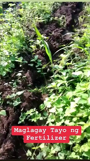 23 reactions · 17 comments | Maglagay po tayo ng fertilizer sa Ampalaya #ampalaya #bittergourd #bittermelon #fertilizers #pataba #buhayprobinsya | Lakwatserong Magsasaka | Facebook